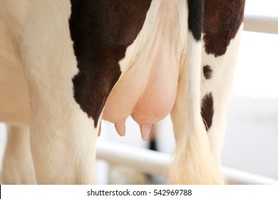 Cow Udder