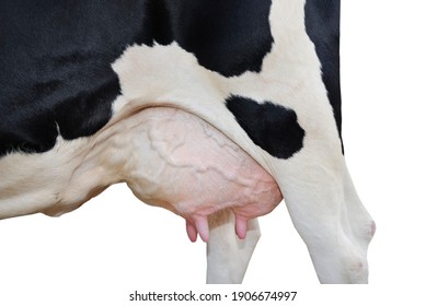 Cow udder close up isolated on white. Farm animals. - Shutterstock ID 1906674997