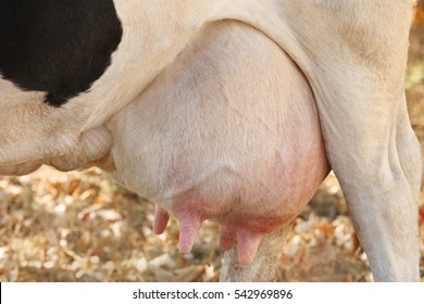 Cow udder, closeup