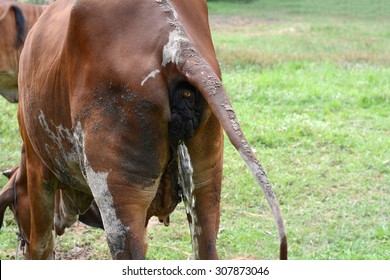 Cow Urine