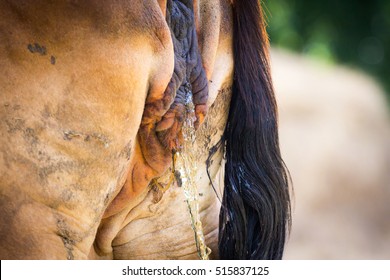 Cow Urine, Close Up