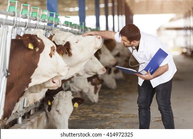 Cow Veterinary