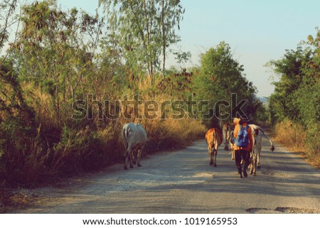 Cow walk at street with farmer with sunset light 
