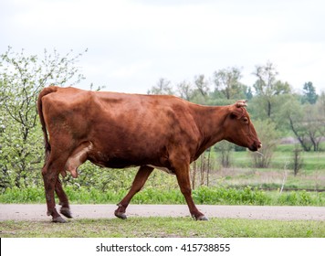 cow walking along the road from grassland