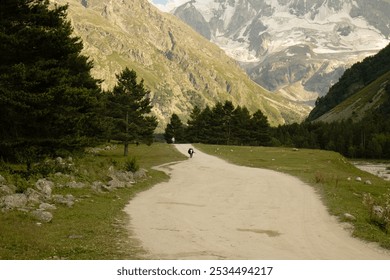 A cow is walking home along a country road between high green mountains. A landscape of mountains with snow-capped peaks, a road followed by a bull, rocks and a forest. - Powered by Shutterstock