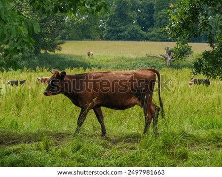 Cow walls on a ridge with cows in background