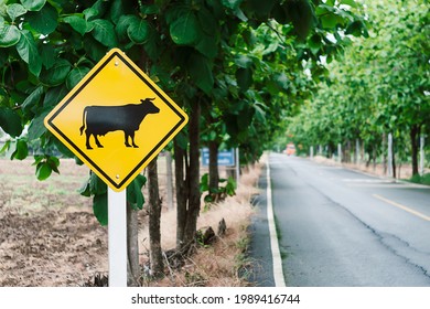 Cow warning road sign is located beside the main road in a rural area
