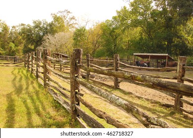 Cow Watching At The Dude Ranch