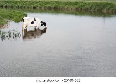 Cow in the water