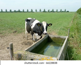 A cow at a water reservoir