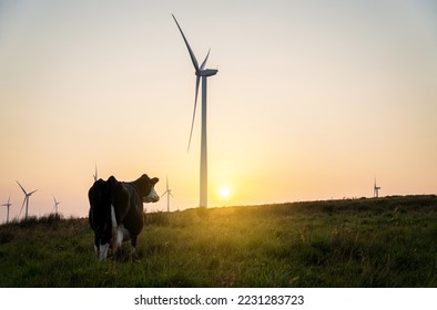 Cow and wind turbines at sunset. Turbines affect livestock and farming, wind power and agriculture, environment problems, environmental impacts of dairy cattle, sustainability concept. - Shutterstock ID 2231283723