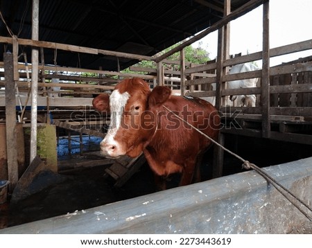 A cow in a wooden barn for consumption. Every year Muslims to fulfill their religious beliefs, Cows are offered for sale in the markets of sacrificial animals.