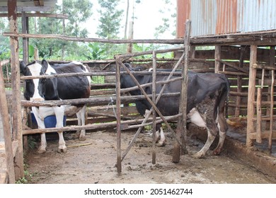 A Cow In A Zero Grazing Shed