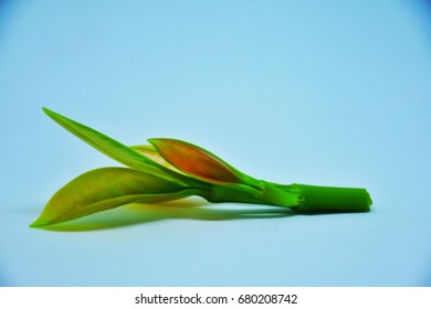 Can eating one meal a day help with weight loss image 8