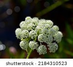 Cowbane or northern water hemlock ( Cicuta virosa ) flowering by the lake. White flower head of the family Apiaceae. Poisonous plant. Macro. Selective focus. Horizontal photo.