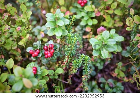 Cowberry, bushes and berries in the forest