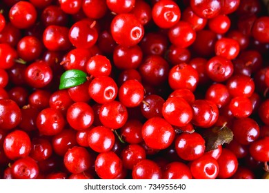 Cowberry, Foxberry, Cranberry, Lingonberry Texture, Top View.