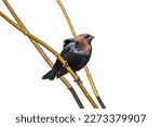 A cowbird perched on a branch white background
