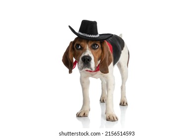 cowboy beagle dog wearing a black hat, bowing his head and wearing a red bandana at neck