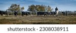 Cowboy carrying a long cattle prod near a herd of bulls, Camargue, France