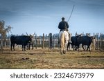 Cowboy carrying a long cattle prod near a herd of bulls, Camargue, France