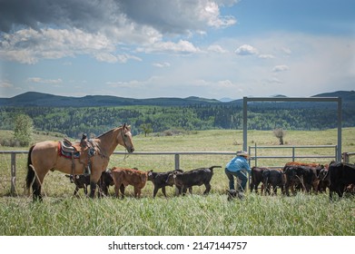 Cowboy Closing Ranch Gate In Mountains