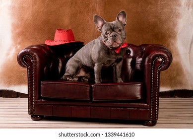 Cowboy Dog As Couch Potato