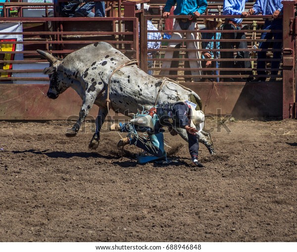 Cowboy Falls Off Bull After Attempting Stock Photo (Edit Now) 688946848