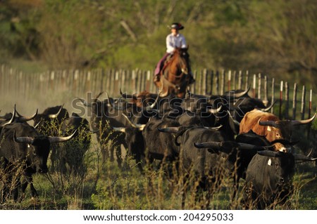 Cowboy gathering Texas longhorn