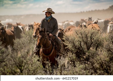 Cowboy Leading Horse Herd Through Dust And Sage Brush During Horse Drive And Roundup