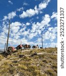 A cowboy leads a pack of mules up a mountain trail in Jackson Hole, Wyoming, on a summer afternoon. This scene captures the rugged beauty and adventure of the American West and frontier life.