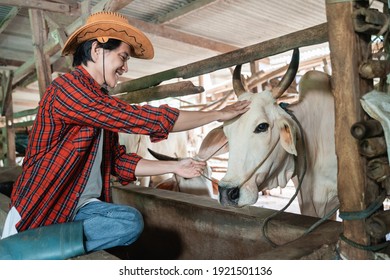 Cowboy Man Smiles Wearing Cowboy Hat While Stroking Cow Head In The Background Of Cow Farm Stable