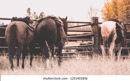 Cowboy Mountain Roundup Horse