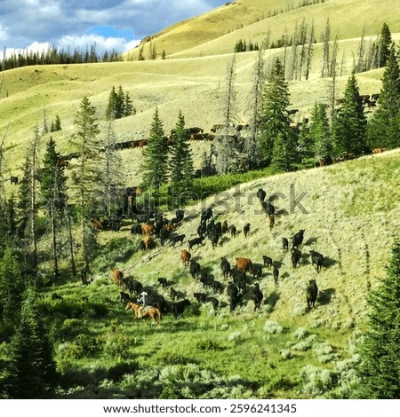 cowboy pushing cattle through pine trees on the mountainside in the golden glow of the sun