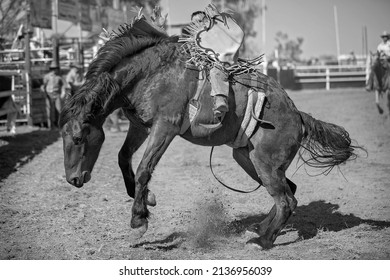 Cowboy rides a bucking horse in bareback bronc event at a country rodeo