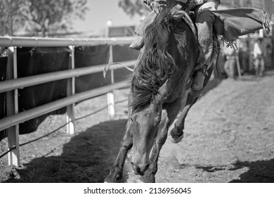 Cowboy rides a bucking horse in bareback bronc event at a country rodeo. This image is close up to the action.