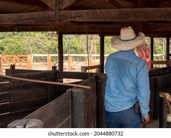 Cowboy Is Working Inside A Cattle Corral