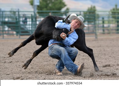 Cowboy Wrestling A Steer During A Rodeo.