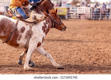 Cowboys lead a wild bucking bronc horse out of the arena after he has unseated his rider at an Australian country rodeo.