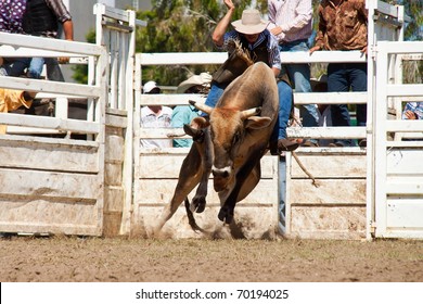 Cowboy's Riding Dangerous Bull On Australia Day Rodeo Festival