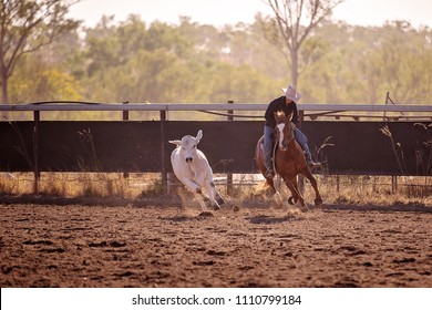 Cowgirl Riding In Campdrafting Event At A Country Rodeo. Campdrafting Is A Unique Australian Sport Involving A Horse And Rider Working Cattle.