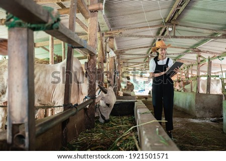Cowgirl wearing a hat type on the tablet as she feeds the cows in a large cow pen with a cow background