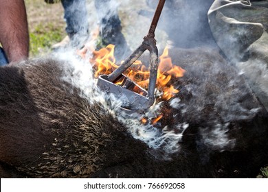 Cowhands Branding A Young Calf With A Red Hot Branding Iron On His Flank Amidst Smoke And Flames