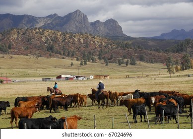 Cowhands Herding Cattle In Roundup.