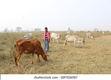 cowherd view on the field. jajpur,odisha,india - 01.18.2021