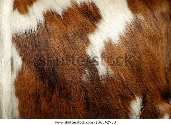 Cowhide Cow Skin Background Close Stock Photo (Edit Now) 136542953