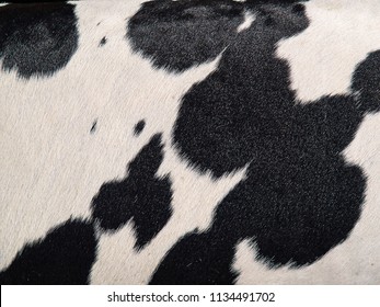 Cowhide Hair Cow Skin Black And White Background Ready For Text Graphics