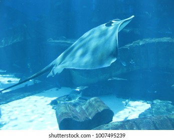 Cownose Ray At Dubai Atlantis The Palm