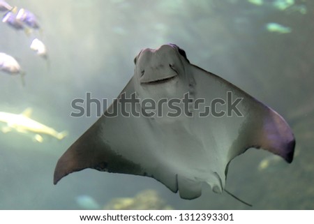Cownose Ray swimming at the Aquarium