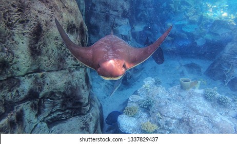 Cownose Ray Swimming Over Coral Reef, Stingray